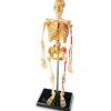 Anatomiamalli - Luuranko