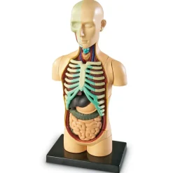 Anatomiamalli - Torso