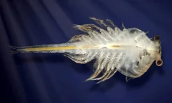 Aqua Dragons tarvikkeet - Munat ja ruokaa
