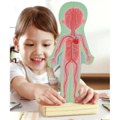Magneettipalapeli – Anatomia