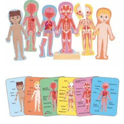 Magneettipalapeli – Anatomia