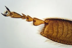 Mikroskooppi tutkimusretkille