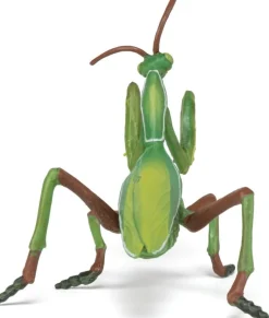 Rukoilijasirkka - P: 10 cm