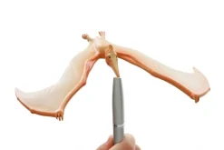 Tasapainoileva lentolisko - lentävä Pteranodon