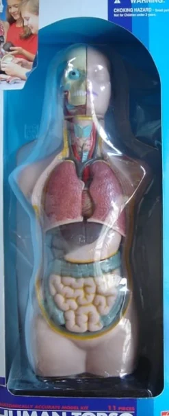 Torso - Ihmiskehon läpileikkaus 50 cm