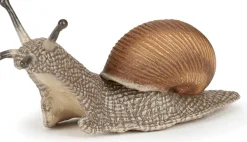 Viinimäkikotilo - P: 6 cm